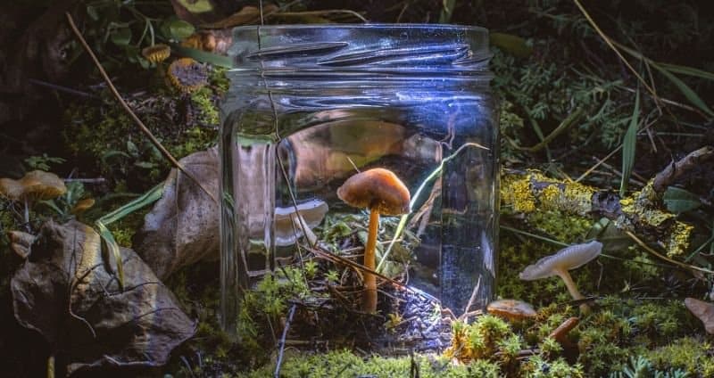 Mycoremediation: 8 Ways that Mushrooms Destroy Pollution cover