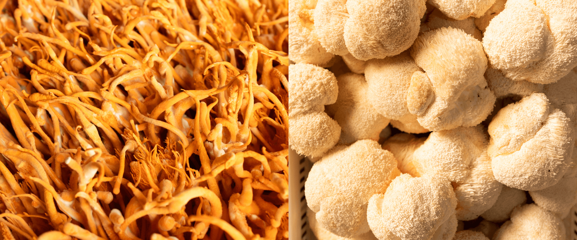 Cordyceps vs. Lion’s Mane Mushrooms: A Comprehensive Comparison