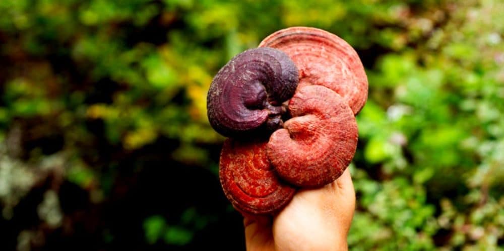 Red Reishi
