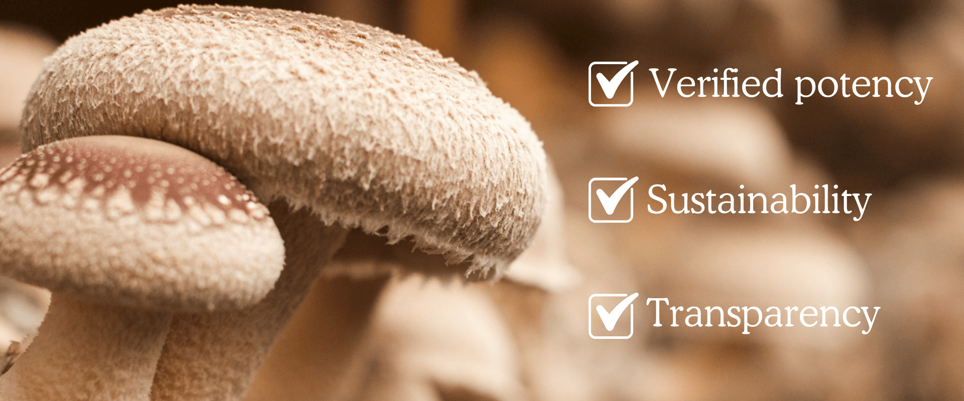 Best Functional Mushrooms: A Quality Checklist for Safety and Results