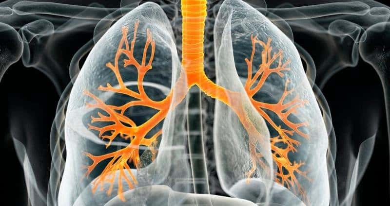 Supplements for Lung Health: Cordyceps for Better Respiration cover