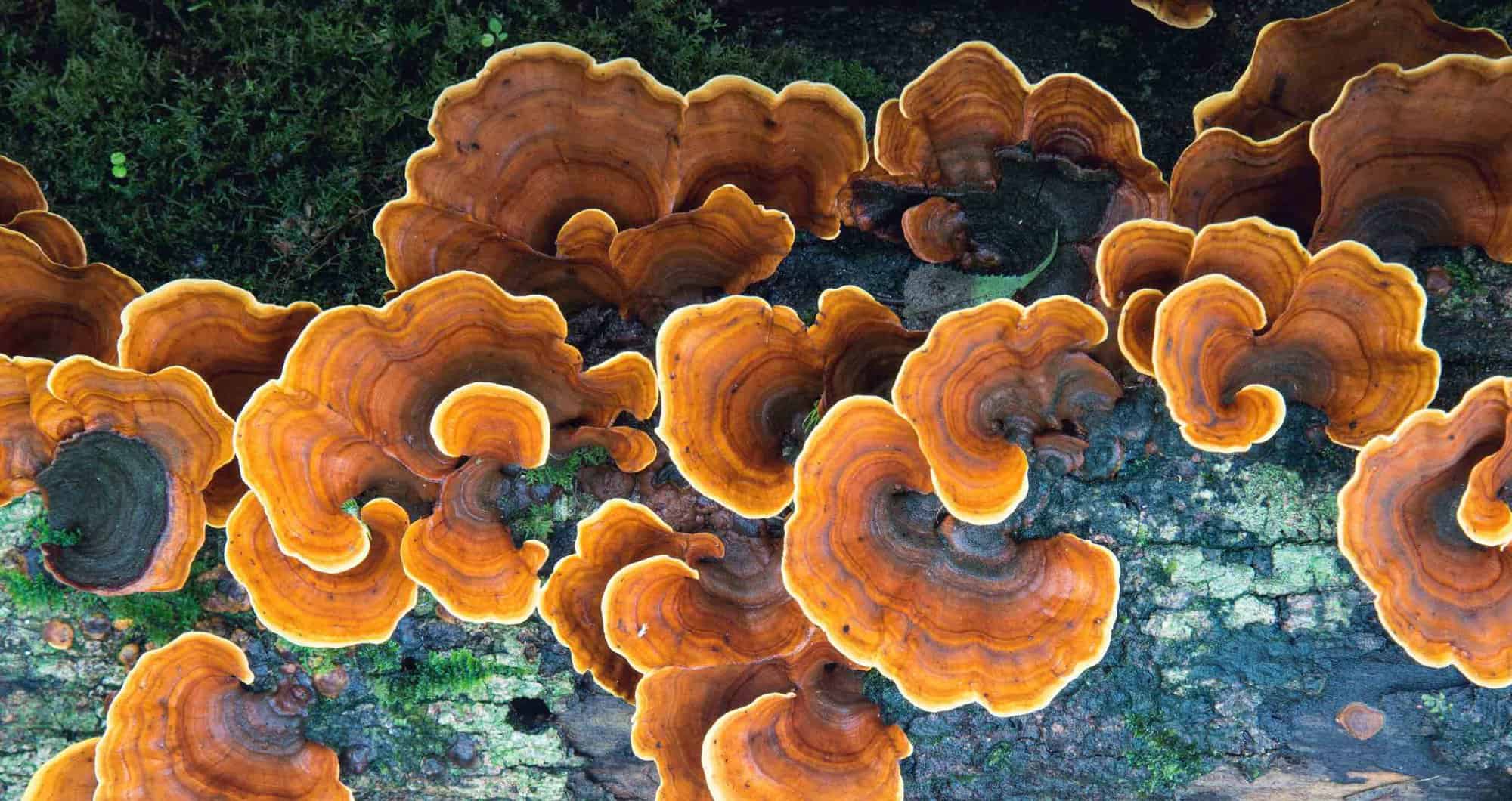 How Turkey Tail Mushroom Enhances the Efficacy of Flu Vaccines