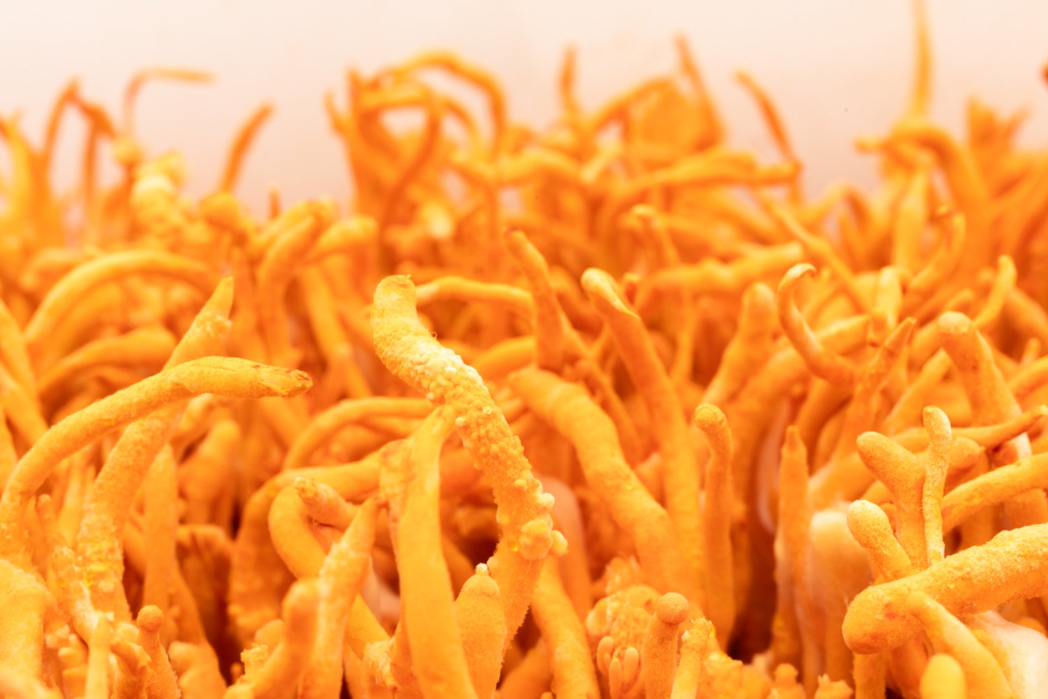 How To Grow Cordyceps Mushrooms Indoors