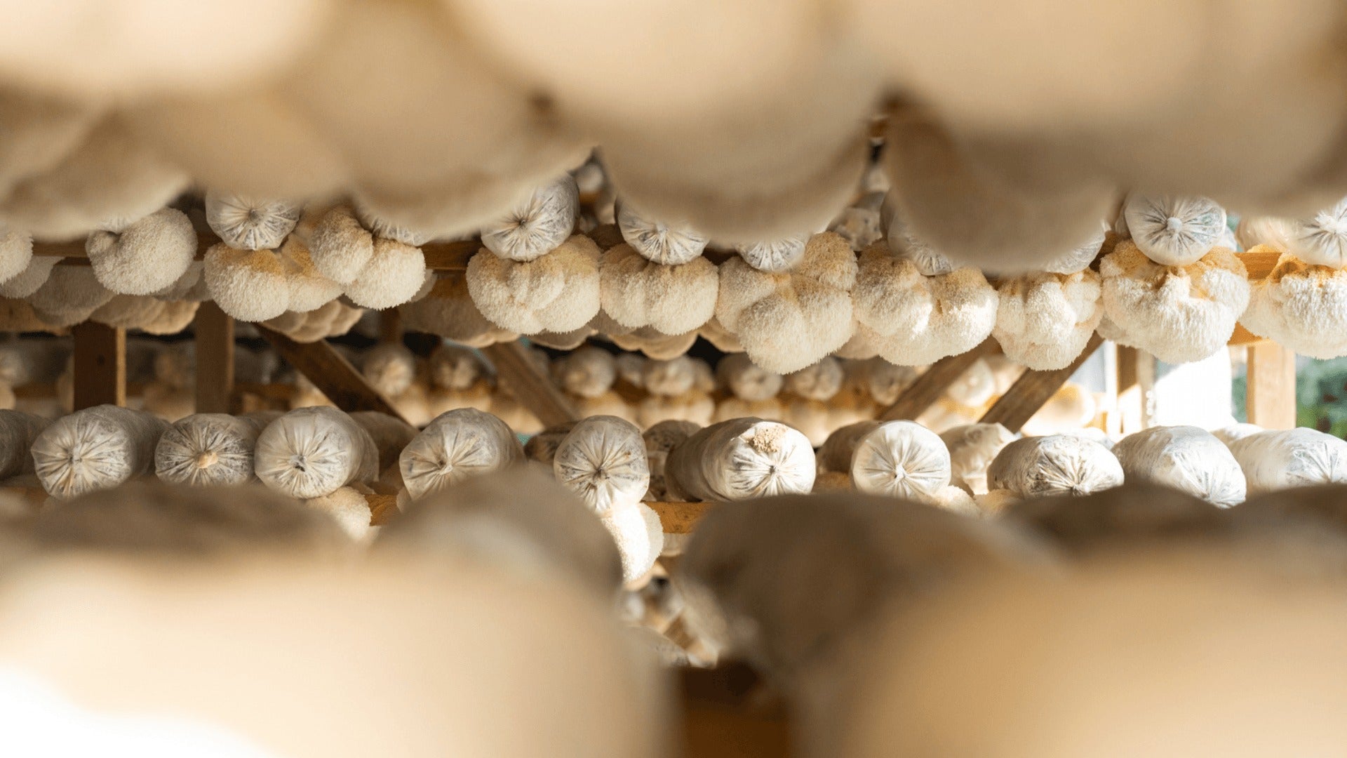 Mushrooms vs. Mycelium for Dummies: The Fungal Life Cycle Explained