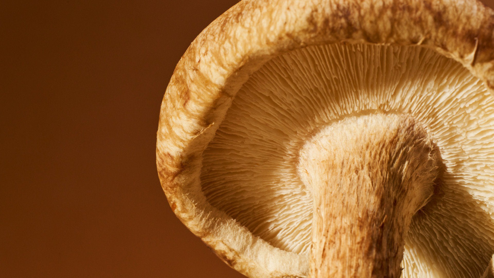 Beta Glucans for Dummies: What Mushroom-Curious Readers Need to Know About These Powerful Fungal Compounds