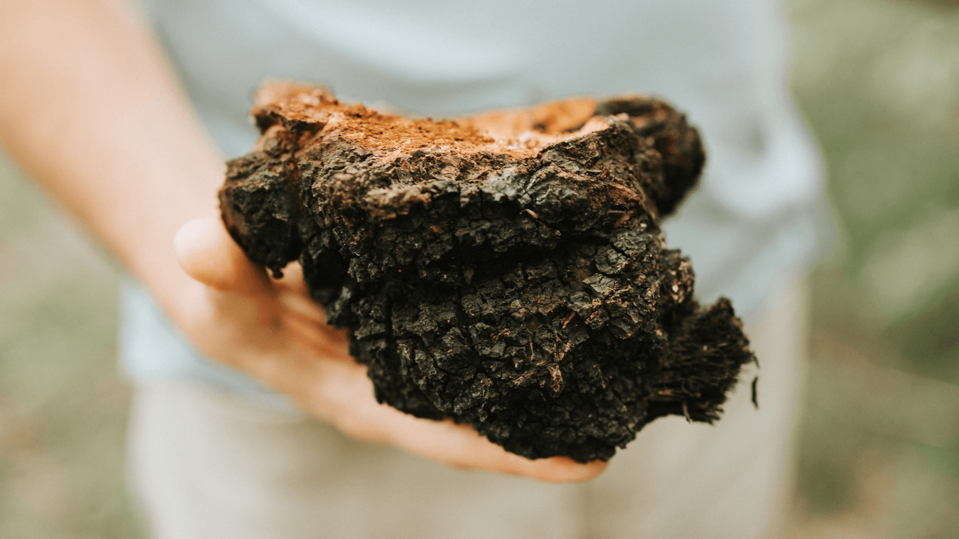 A Guide to Rare Mushrooms With Unique Functional Benefits