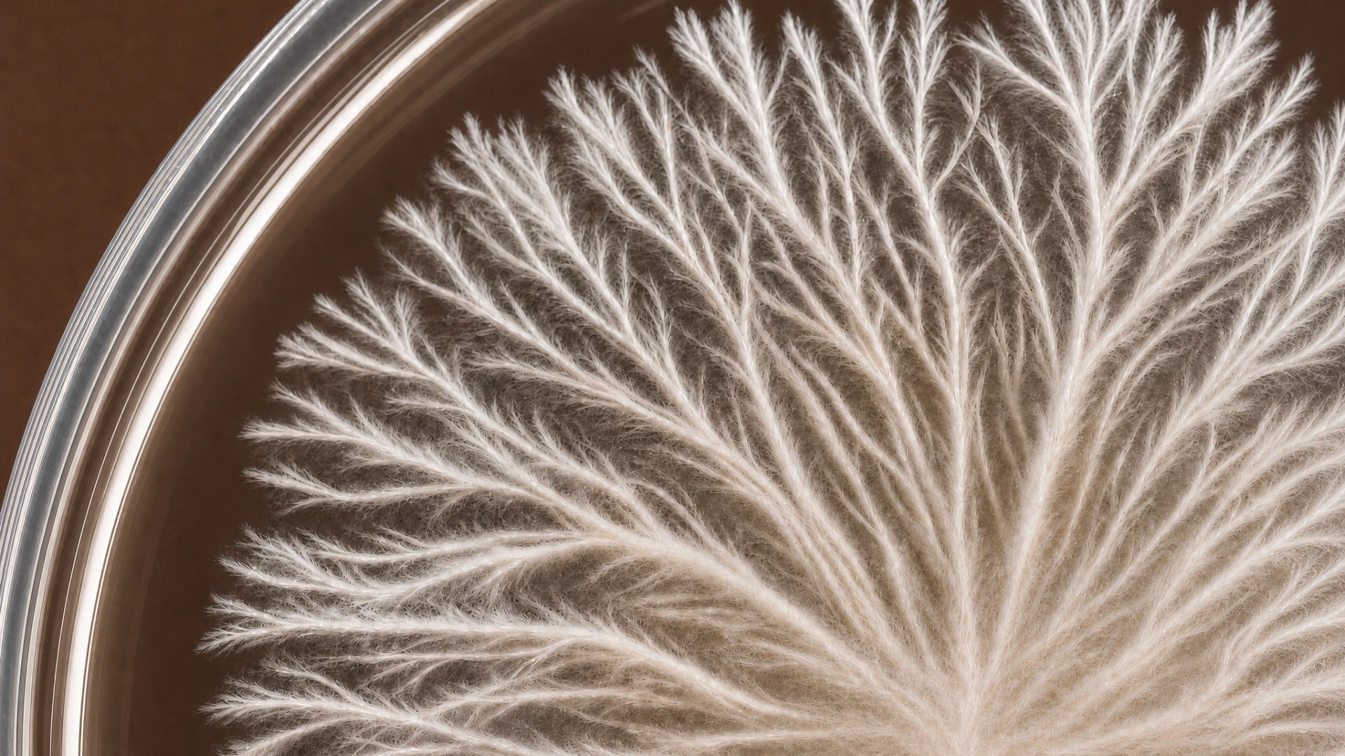 Mycelium vs. Mycelium-Fermented Grain (MFG): What’s the Difference?