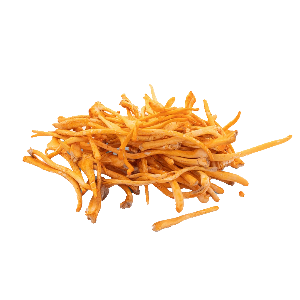 A pile of shredded carrots on a black background.