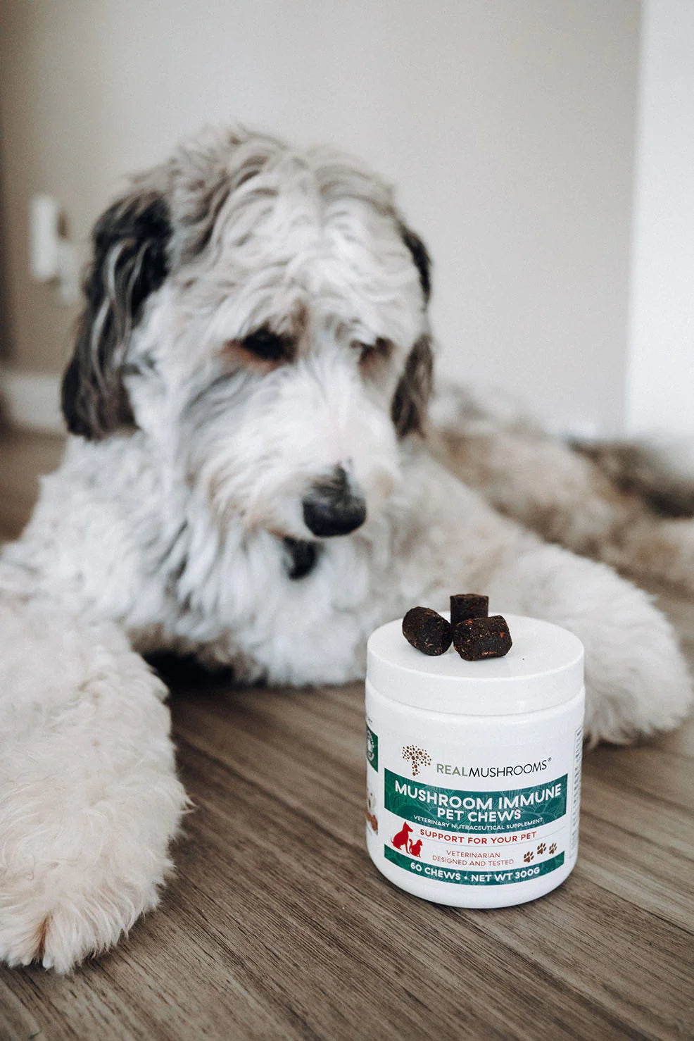A white and gray dog lies on the floor, looking at a container of "Real Mushrooms" Mushroom Immune Pet Chews in front of it.