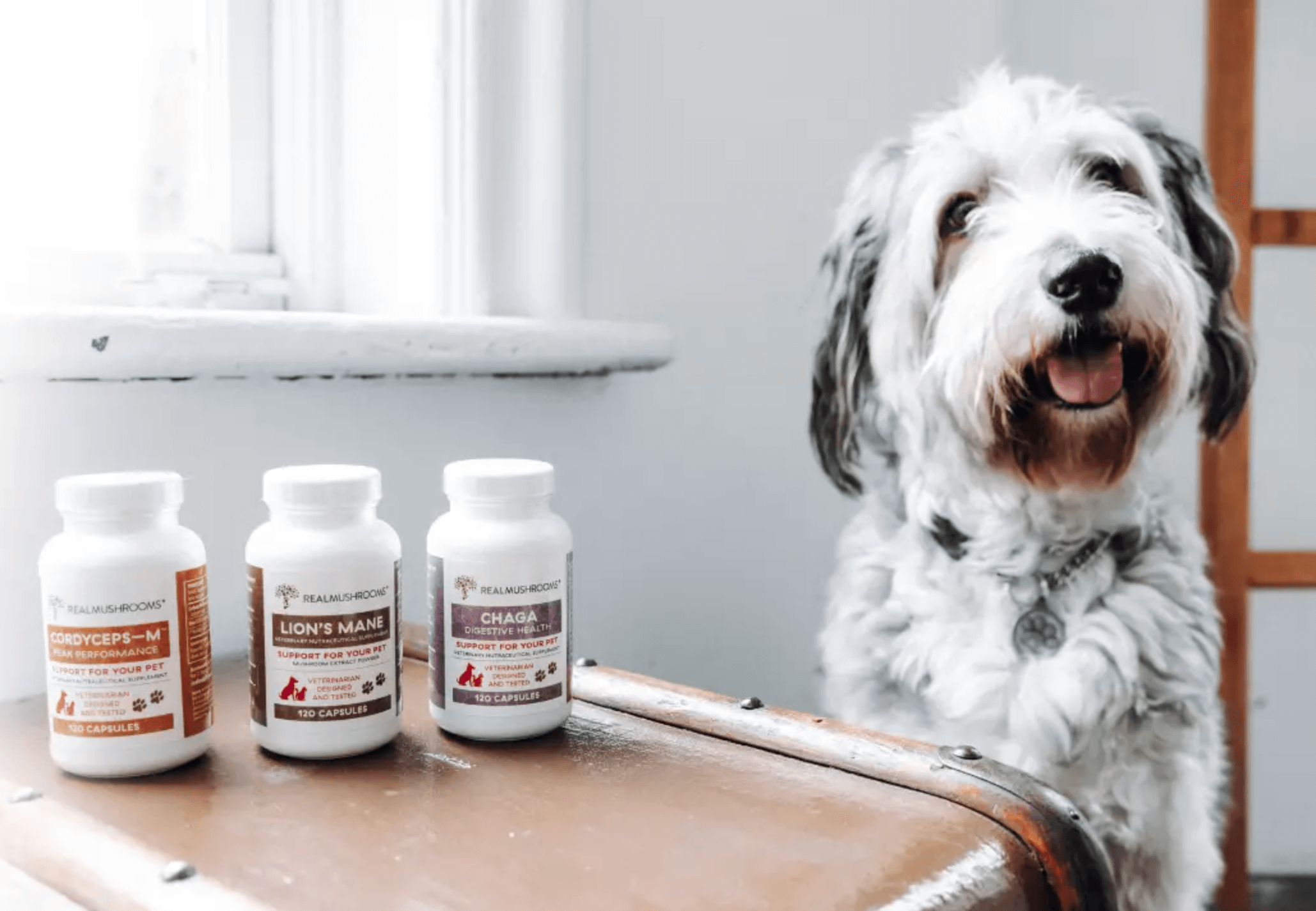 A dog sits next to three supplement bottles labeled Cordyceps-M, Lion's Mane, and Chaga, placed on a suitcase by a window.