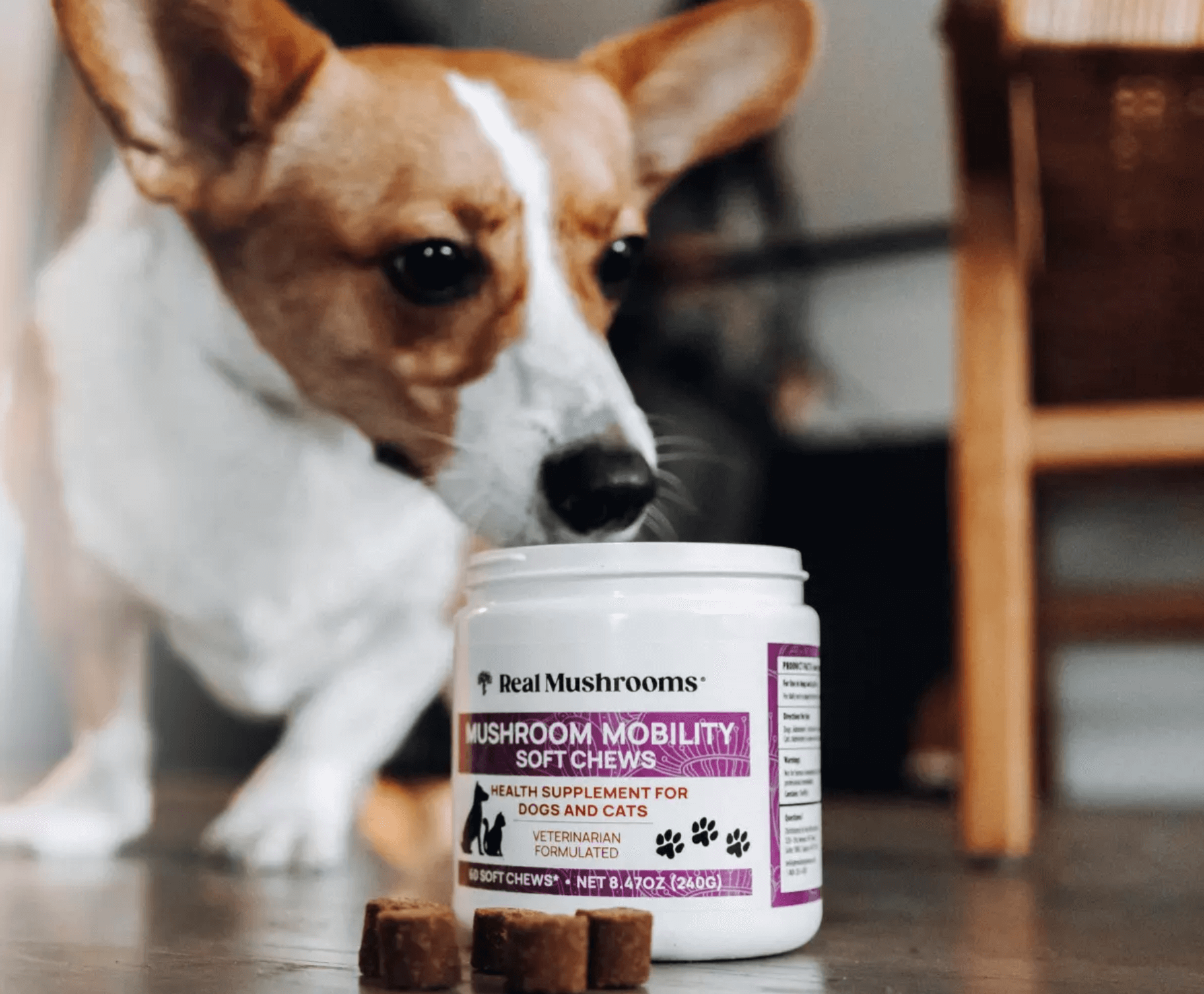 A dog sniffs a container of Real Mushrooms Mushroom Mobility Soft Chews, with several chews placed on the floor in front of the container.