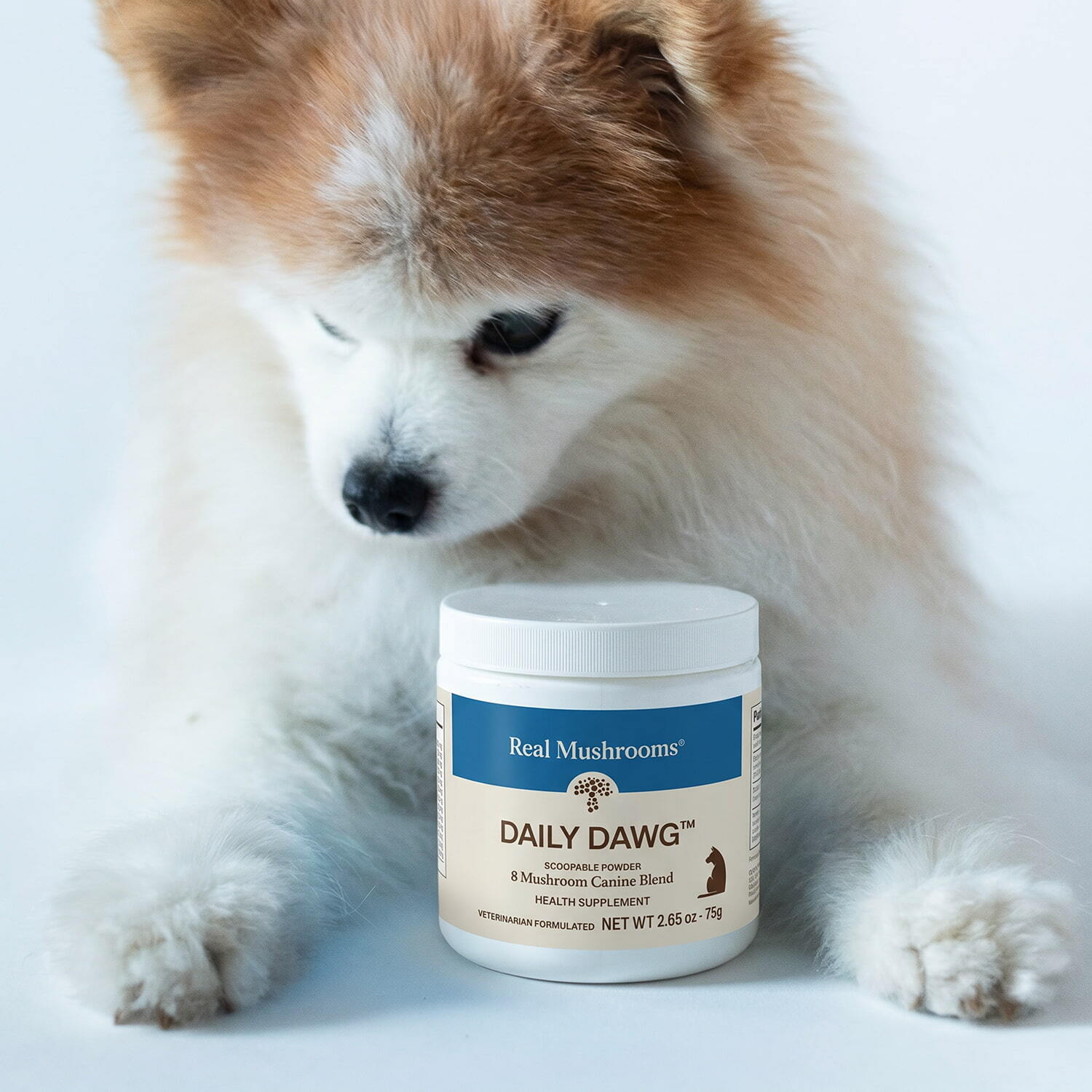 A fluffy dog looks down at a container of Real Mushrooms Daily Dawg™ Powder for Pets, an organic supplement placed in front of its paws.