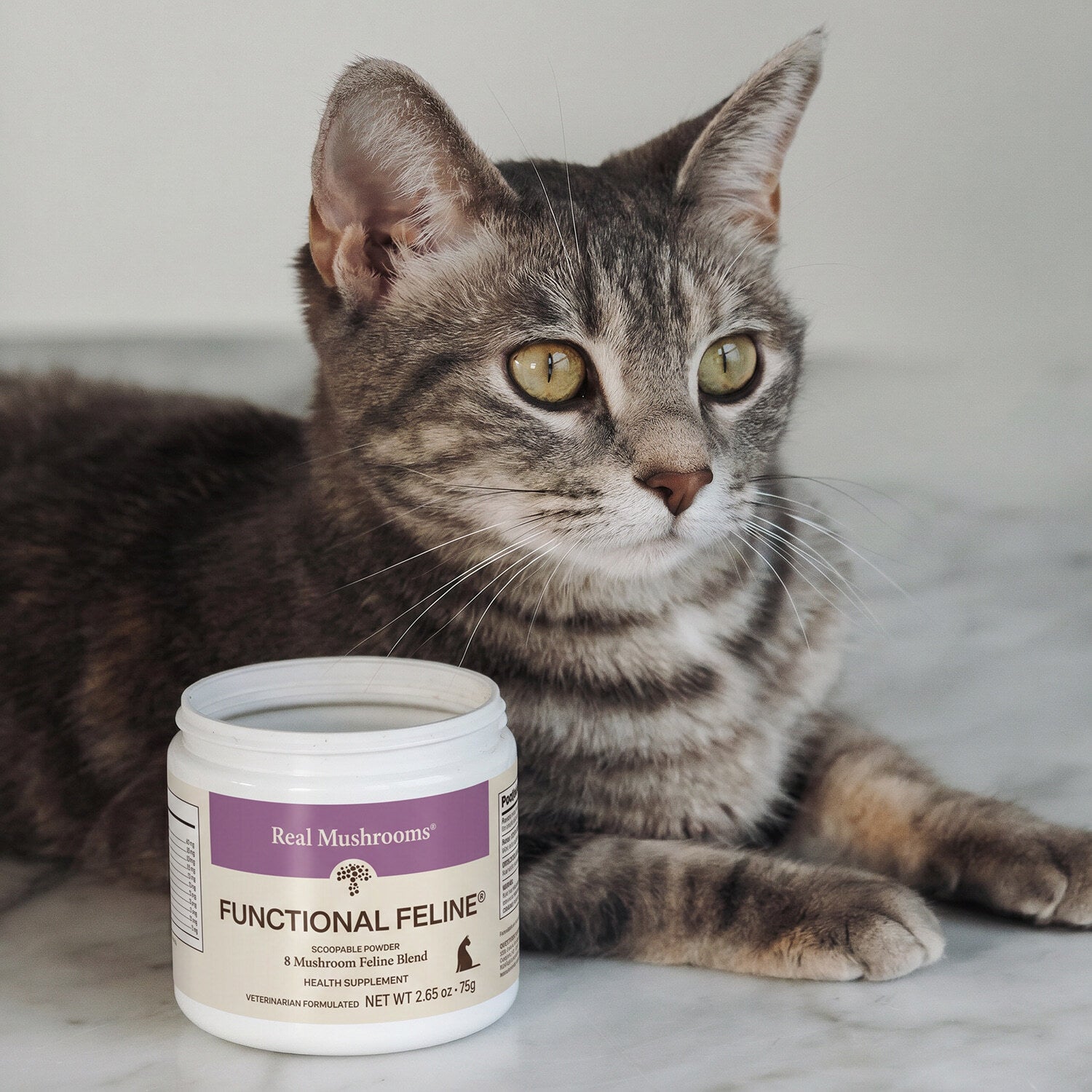 A grey tabby cat sits beside an open container of Real Mushrooms Functional Feline® Powder for Cats, an organic mushroom supplement, on a white surface.