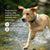 A light brown dog with a blue collar runs through shallow water; text highlights Real Mushrooms' Mushroom Mobility Pet Chews for daily joint, muscle, and overall wellness support.