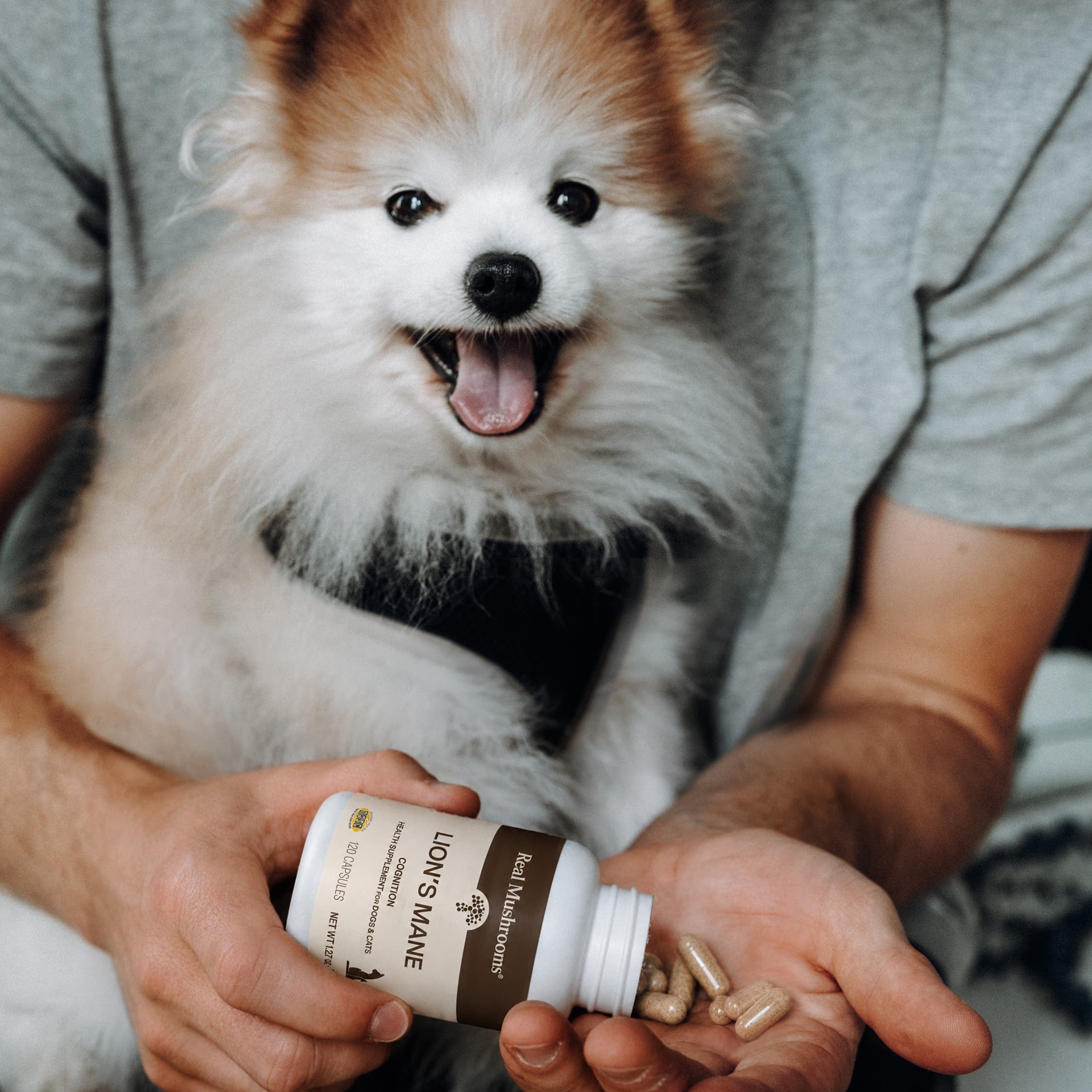 A person holds a bottle of Real Mushrooms Organic Lion's Mane Extract Capsules for Pets next to a small dog with its mouth open, possibly smiling.