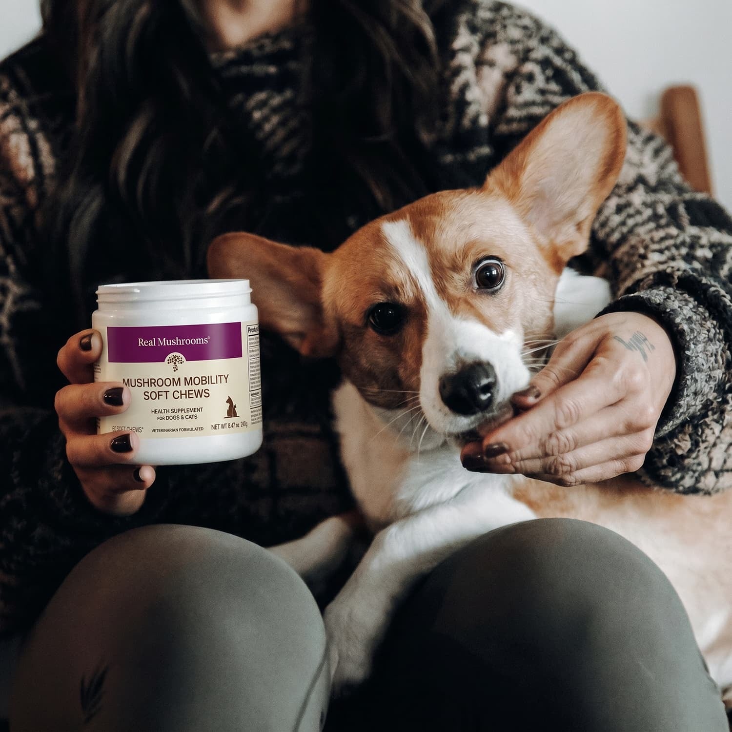 A person holding a container of Real Mushrooms Mushroom Mobility Pet Chews, a hip and joint supplement for pets, sits with their corgi on their lap.