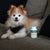 A small fluffy dog in a harness sits on a couch next to a bottle of Real Mushrooms Pet Defenders™ Organic Mushroom Blend Capsules for Pets, designed to support pets’ immune health.