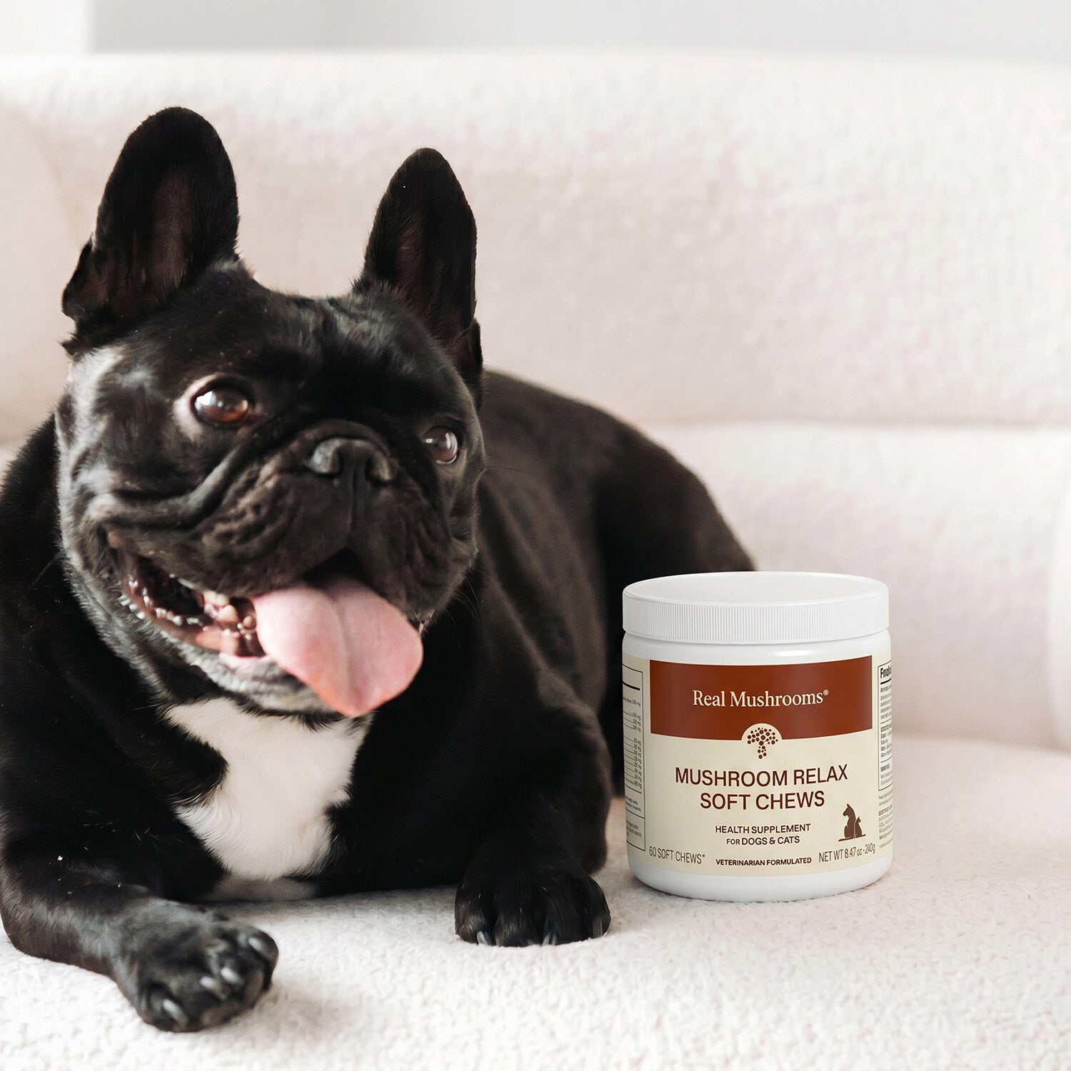 A black French Bulldog sits on a white surface next to a container of Real Mushrooms Mushroom Relax Pet Chews, calming treats for pets made with organic mushroom extracts.