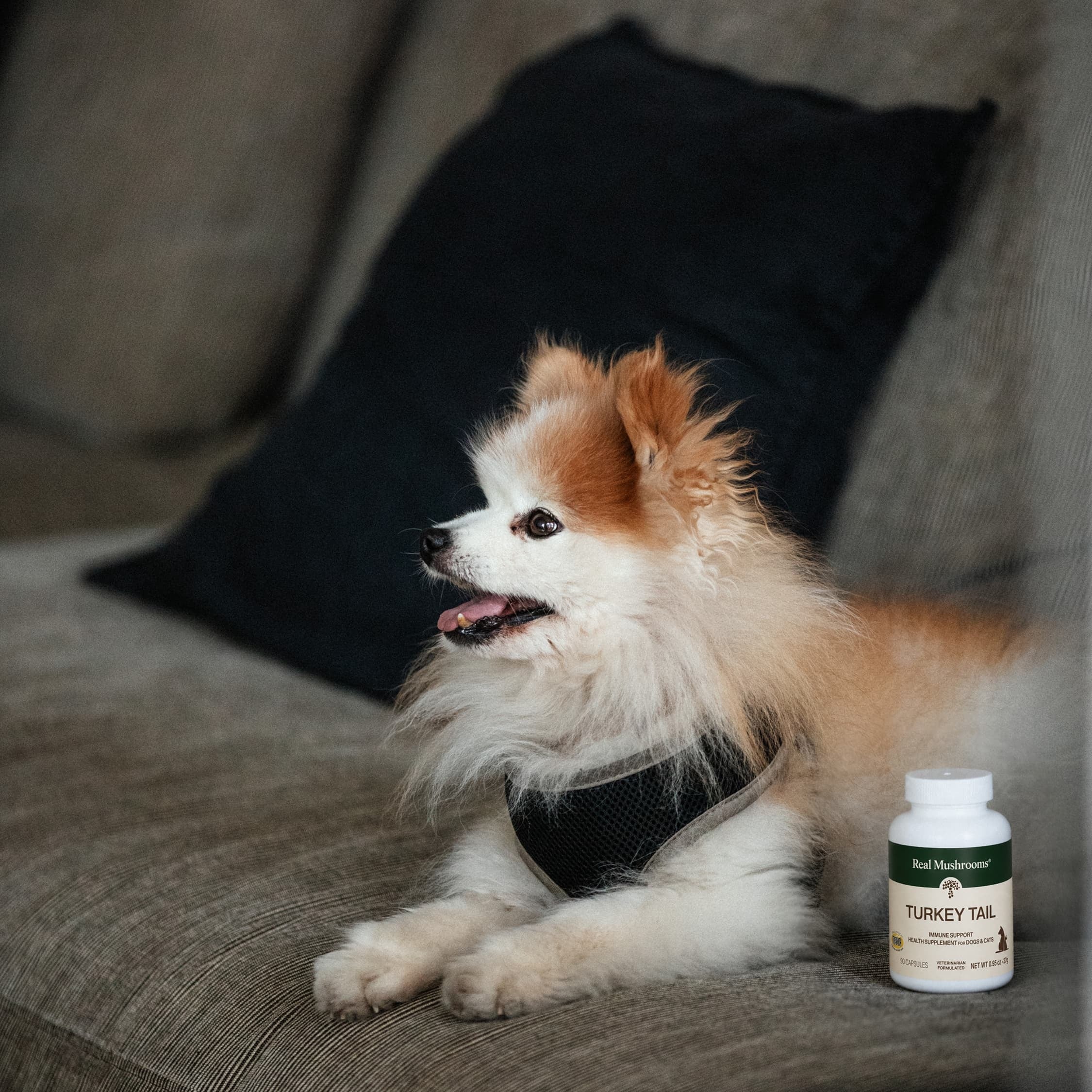 A small fluffy dog in a black harness sits on a couch next to a bottle of Real Mushrooms Turkey Tail Extract Capsules for Pets, an organic mushroom supplement known for natural beta-glucans and wellness benefits.