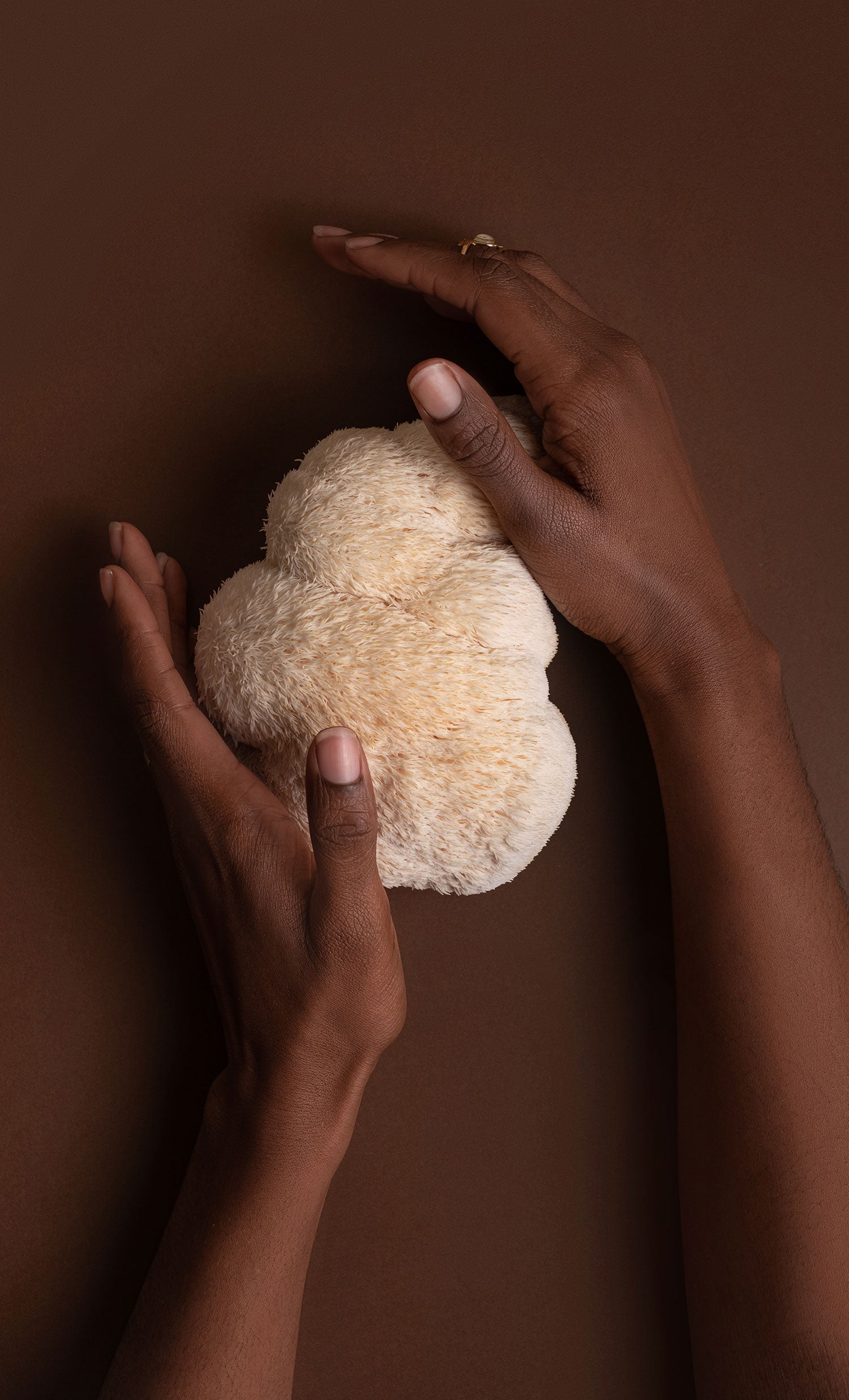 Two hands holding a Lion's Mane Mushroom against a brown background