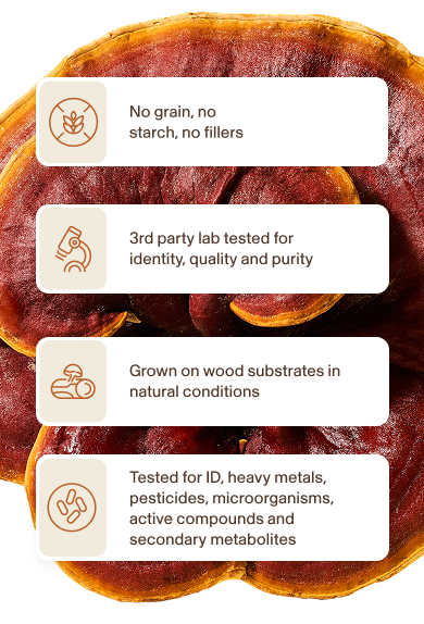 Infographic with four benefits of a mushroom product: no grain or fillers, third-party lab tested, grown on wood substrates, and tested for contaminants and active compounds.