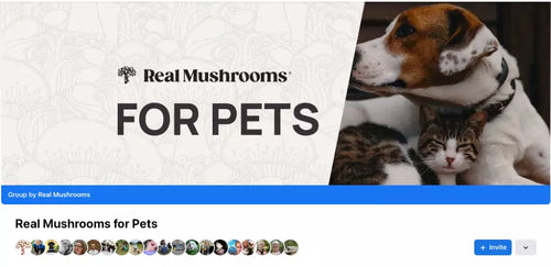 Banner image with the text "Real Mushrooms FOR PETS" next to a photo of a dog cuddling a cat, used as a group cover for "Real Mushrooms for Pets" on social media.