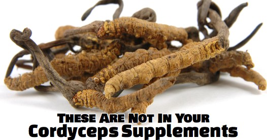 A Complete Guide to Cordyceps Supplements - Real Mushrooms