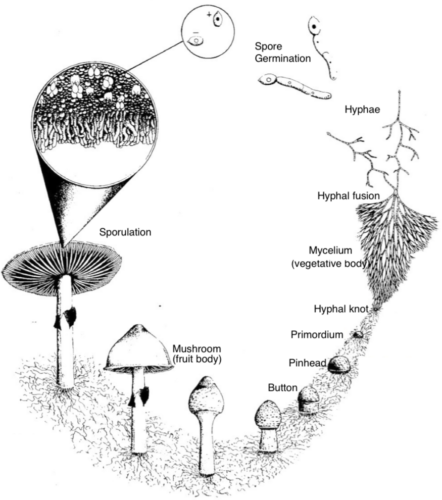 Illustration depicting the life cycle of a mushroom, from spore germination to the development of a fruiting body. It covers key stages such as hyphae, mycelium, hyphal knot, primordium, pinhead, and button.