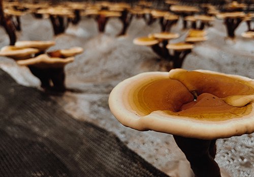 Reishi for Liver Function