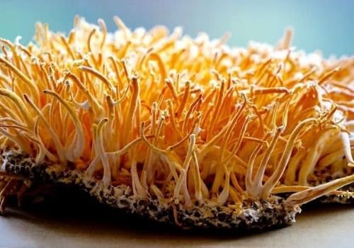 Cordyceps militaris mushrooms