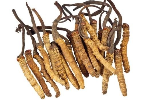 Cordyceps Mushroom Training