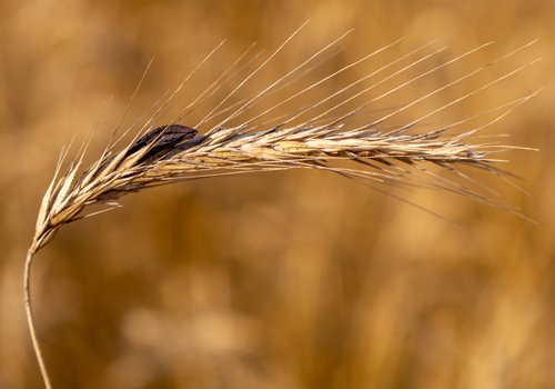 Ergot fungus