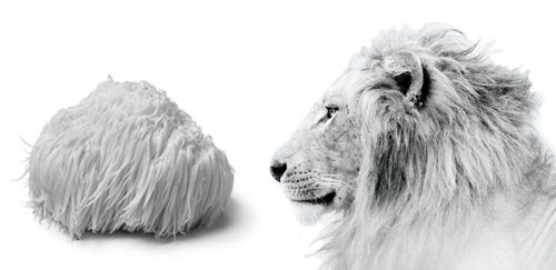 How Lion's Mane got its name