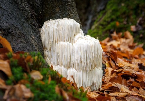 Lion's Mane in nature