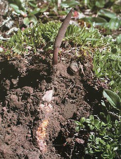 Cordyceps mushrooms growing