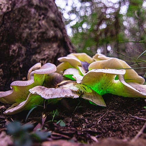 bioluminescence mushrooms