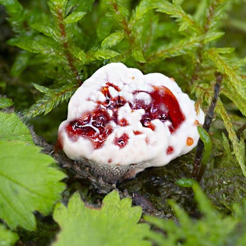 Freaky bleeding tooth mushrooms