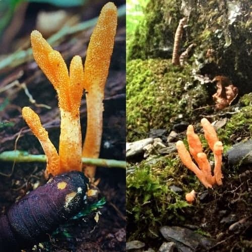 Weird Mushrooms: Profiling 9 of the World's Strangest Fungi