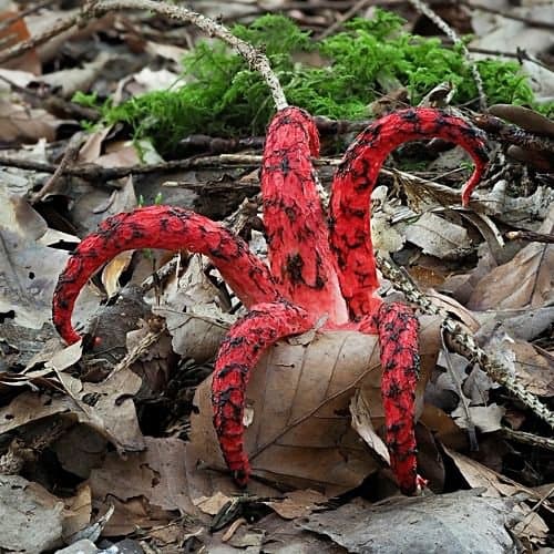 Freaky fungi - Devil's Fingers