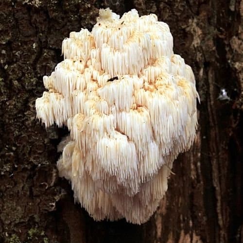 Lion's Mane - Weird mushrooms 