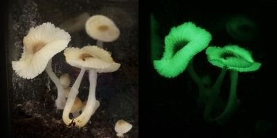 Bioluminescent weird mushrooms