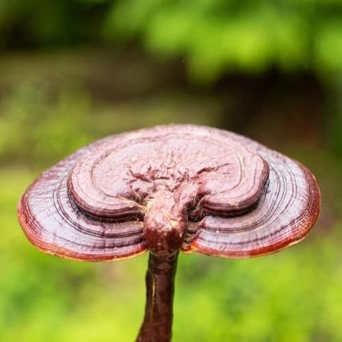 Red reishi mushroom