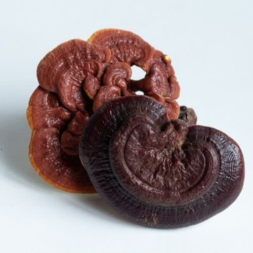 Red Reishi mushroom benefits