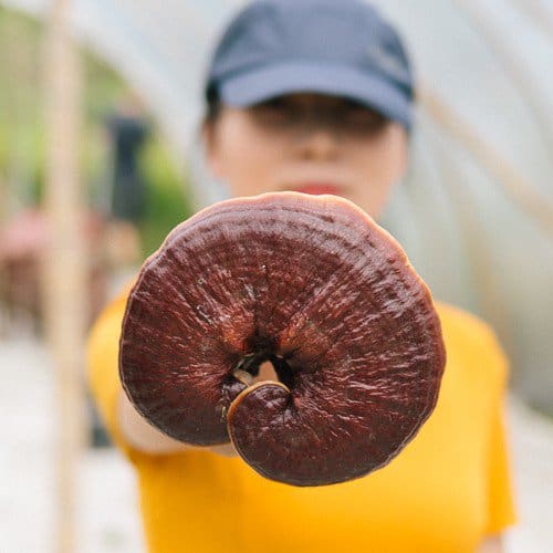 Red Reishi Benefits