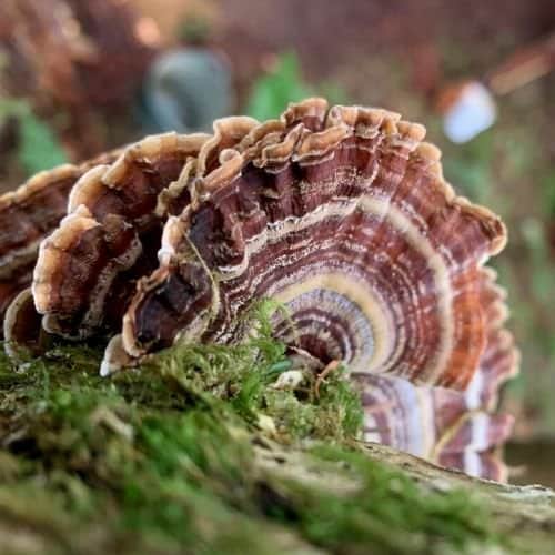 Turkey tail bracket fungi