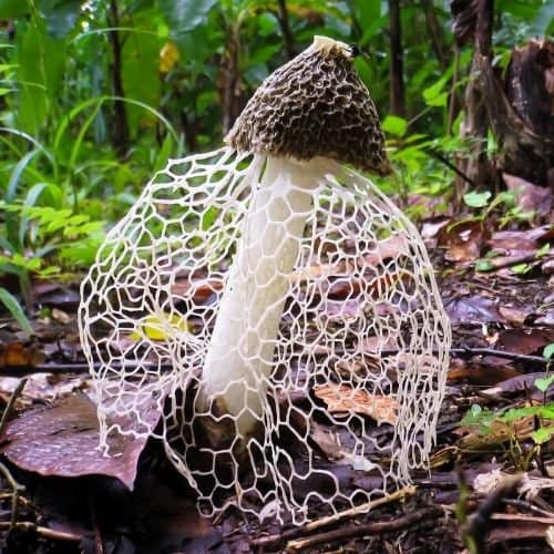 Veiled Lady Weird Mushroom