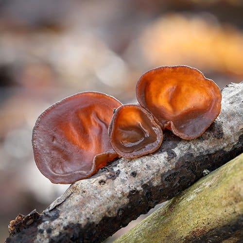 Weird wood ear mushrooms