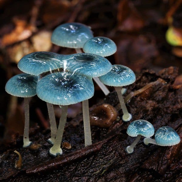 Tasmanian Mushrooms: A Foraging Feature by Bronek Burza