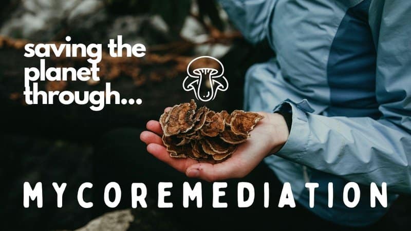 Mycoremediation