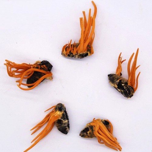 Fungal pesticides - Cordyceps